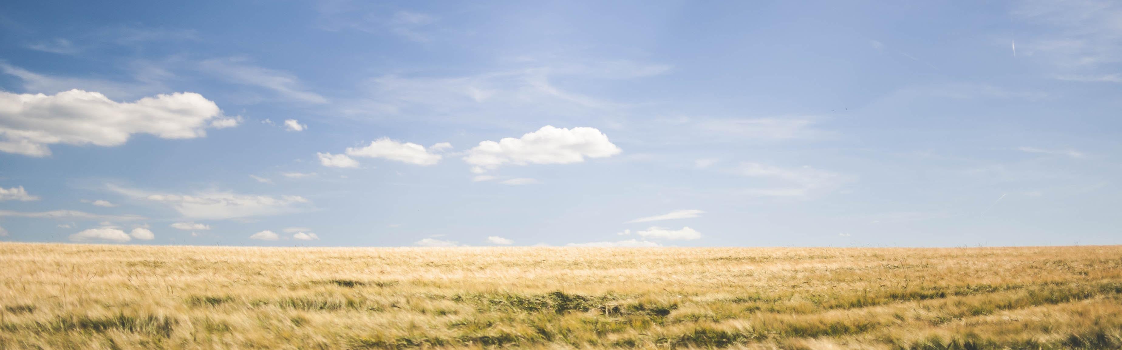 Field, sky, cloud and crops